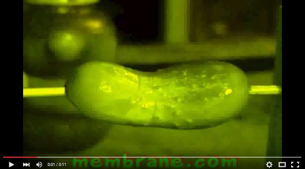 The Electric Pickle Video